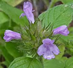 Attēlu rezultāti vaicājumam “Clinopodium vulgare leaf”