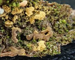 Attēlu rezultāti vaicājumam “Hemitrichia sordivesiculosa macro”