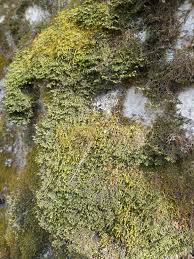 Attēlu rezultāti vaicājumam “Porella platyphylla”