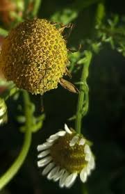 Attēlu rezultāti vaicājumam “Tripleurospermum inodorum flower”