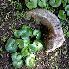 Attēlu rezultāti vaicājumam “Asarum europaeum leaf”