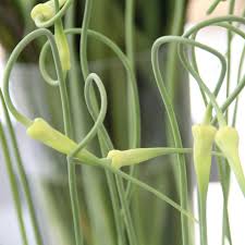 Attēlu rezultāti vaicājumam “Allium sativum fruit”