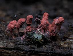 Attēlu rezultāti vaicājumam “Comatricha ellae macro”