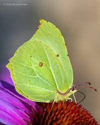 Attēlu rezultāti vaicājumam “Gonepteryx rhamni”
