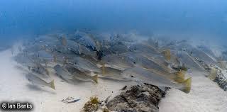 Image result for Argyrosomus japonicus