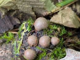 Attēlu rezultāti vaicājumam “Lycogala cf. oleocrystalliferum spores”