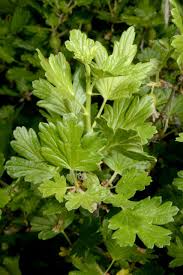 Attēlu rezultāti vaicājumam “Ribes uva-crispa leaf”