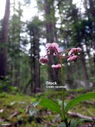 Attēlu rezultāti vaicājumam “Chimaphila umbellata flower”