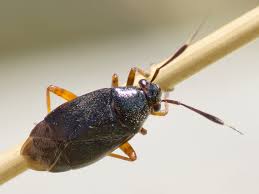Attēlu rezultāti vaicājumam “Capsus ater”