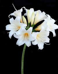 Image result for beladona