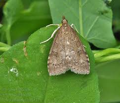 Attēlu rezultāti vaicājumam “Udea prunalis”