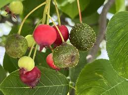 Attēlu rezultāti vaicājumam “Amelanchier spicata fruit”