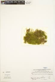 Attēlu rezultāti vaicājumam “Drepanocladus aduncus var. polycarpon”