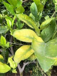 Attēlu rezultāti vaicājumam “Thalictrum minus leaf”