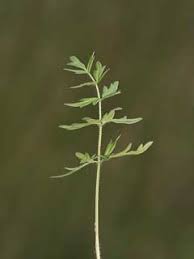 Attēlu rezultāti vaicājumam “Laserpitium prutenicum”