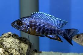 Attēlu rezultāti vaicājumam “Cetrelia sp.”