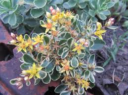 Attēlu rezultāti vaicājumam “Phedimus spurius flower”