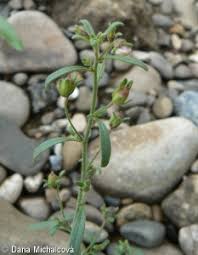 Attēlu rezultāti vaicājumam “Microrrhinum minus leaf”