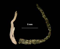 Attēlu rezultāti vaicājumam “Amaurochaete fusiformis”