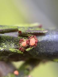 Attēlu rezultāti vaicājumam “Nectria cinnabarina”