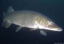 Attēlu rezultāti vaicājumam “Esox lucius”