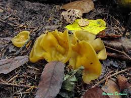 Attēlu rezultāti vaicājumam “Sowerbyella radiculata”