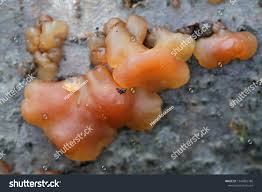 Attēlu rezultāti vaicājumam “Exidia cartilaginea”