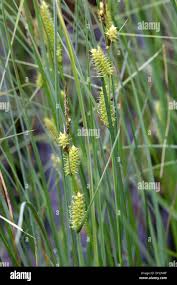 Attēlu rezultāti vaicājumam “Carex rostrata”