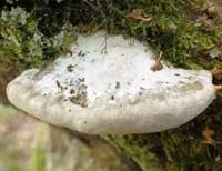 Attēlu rezultāti vaicājumam “Trametes suaveolens”