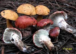 Attēlu rezultāti vaicājumam “Gomphidius roseus”