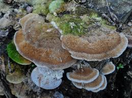 Attēlu rezultāti vaicājumam “Coriolopsis trogii”