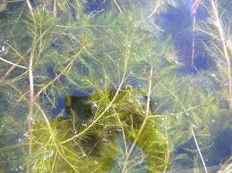 Attēlu rezultāti vaicājumam “Myriophyllum spicatum”