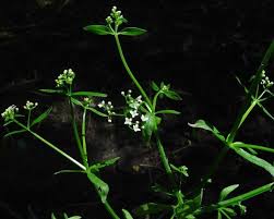Attēlu rezultāti vaicājumam “Galium elongatum flower”