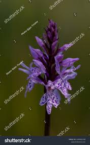 Attēlu rezultāti vaicājumam “Dactylorhiza fuchsii flower”