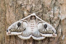 Attēlu rezultāti vaicājumam “Saturniidae”