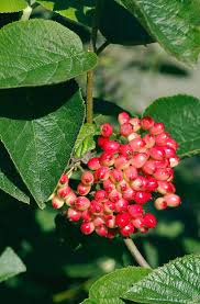 Attēlu rezultāti vaicājumam “Viburnum lantana”