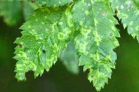 Attēlu rezultāti vaicājumam “Gymnosporangium cornutum”