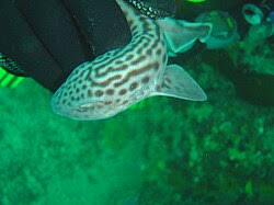 Image result for Poroderma africanum