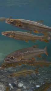 Image result for Ptychocheilus grandis