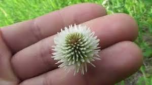 Attēlu rezultāti vaicājumam “Trifolium montanum fruit”