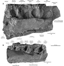 Attēlu rezultāti vaicājumam “Laccognathus panderi”