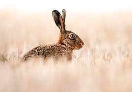 Attēlu rezultāti vaicājumam “Lepus europaeus”