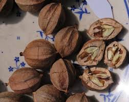 Attēlu rezultāti vaicājumam “Carya ovata fruit”