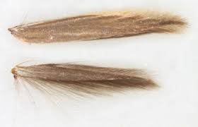 Attēlu rezultāti vaicājumam “Coleophora alticolella”