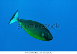 Image result for Naso hexacanthus