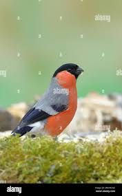 Attēlu rezultāti vaicājumam “Pyrrhula pyrrhula male”