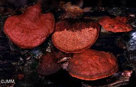 Attēlu rezultāti vaicājumam “Hapalopilus aurantiacus”