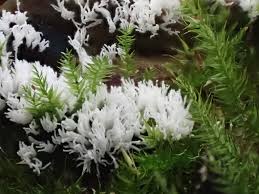 Attēlu rezultāti vaicājumam “Heterotrichia obvelata (syn. Arcyria obvelata) young”