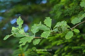 Attēlu rezultāti vaicājumam “Sorbus intermedia leaf”