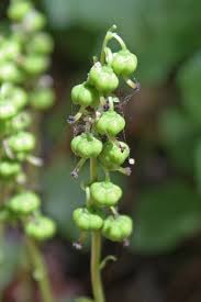 Attēlu rezultāti vaicājumam “Orthilia secunda fruit”